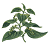 Pepper vine