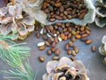 Pine nuts and cones (photo courtesy of BLM Colorado).