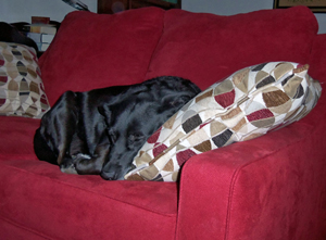 Sneaking a snooze on the new couch, Nov. 2014.