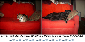 Sharing same couch with Kiki, different times, February 2017. Click on image to view larger size in a new window.