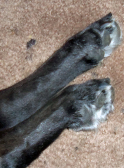 Mummy calls my paws "precious toes," June 2015.