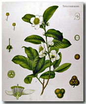 Tea Plant illustration. Click on image to view larger size in a new window.