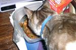 My cat Kiki investigates a newly-cooked Asian Stuffed Pepper. Click on image to see larger size in a new window.