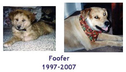 In Loving Memory of Foofer (1997-2007)