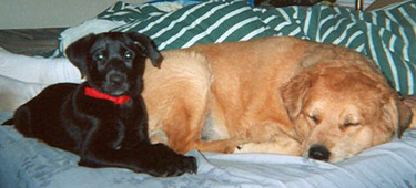 My babies Rainee and Foofer (June 2004).