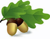 Acorns