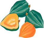 Acorn Squash