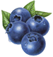 Blueberries