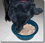 Rainee enjoying Turkey & Rice. Click on image to view larger size in a new window.