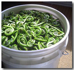New Brunswick Fiddleheads