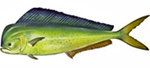 Mahi-Mahi fish