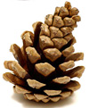 Pine Cone