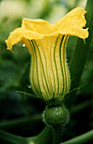 Pumpkin Flower