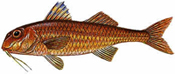 Red Mullets are a species of goatfish common to the Mediterranean Sea, North Atlantic Ocean and the Black Sea. If Red Mullet is unavailable in your area, substitute with sea bass, sea bream or Tilapia.