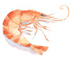 Shrimp