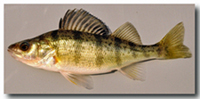 Yellow Perch