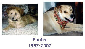In Loving Memory of Foofer O'Toole (1997-2007)