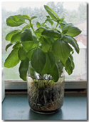 Growing basil in the kitchen window. Click on image to view larger size in a new window.