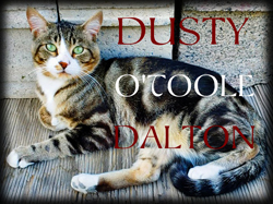 Dusty O'Toole-Dalton. Click on image to view larger size in a new window.