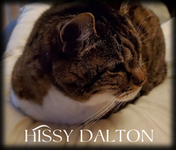 Hissy Dalton. Click on image to view larger size in a new window.