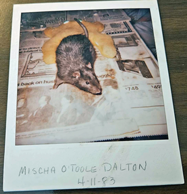 Mischa O'Toole Dalton. Click on image to view larger size in a new window.