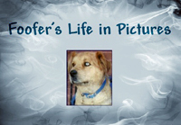 Foofer's Life in Pictures intro logo